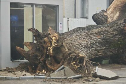 foto s a prabusit stejarul martor al codrilor vlasiei se afla la intersectia bulevardului ferdinand i cu strada horei si avea in jur de 300 de ani 695d3eb43e184