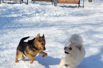 iata cateva idei pentru ingrijirea catelului pe timpul iernii 6965f556396f7