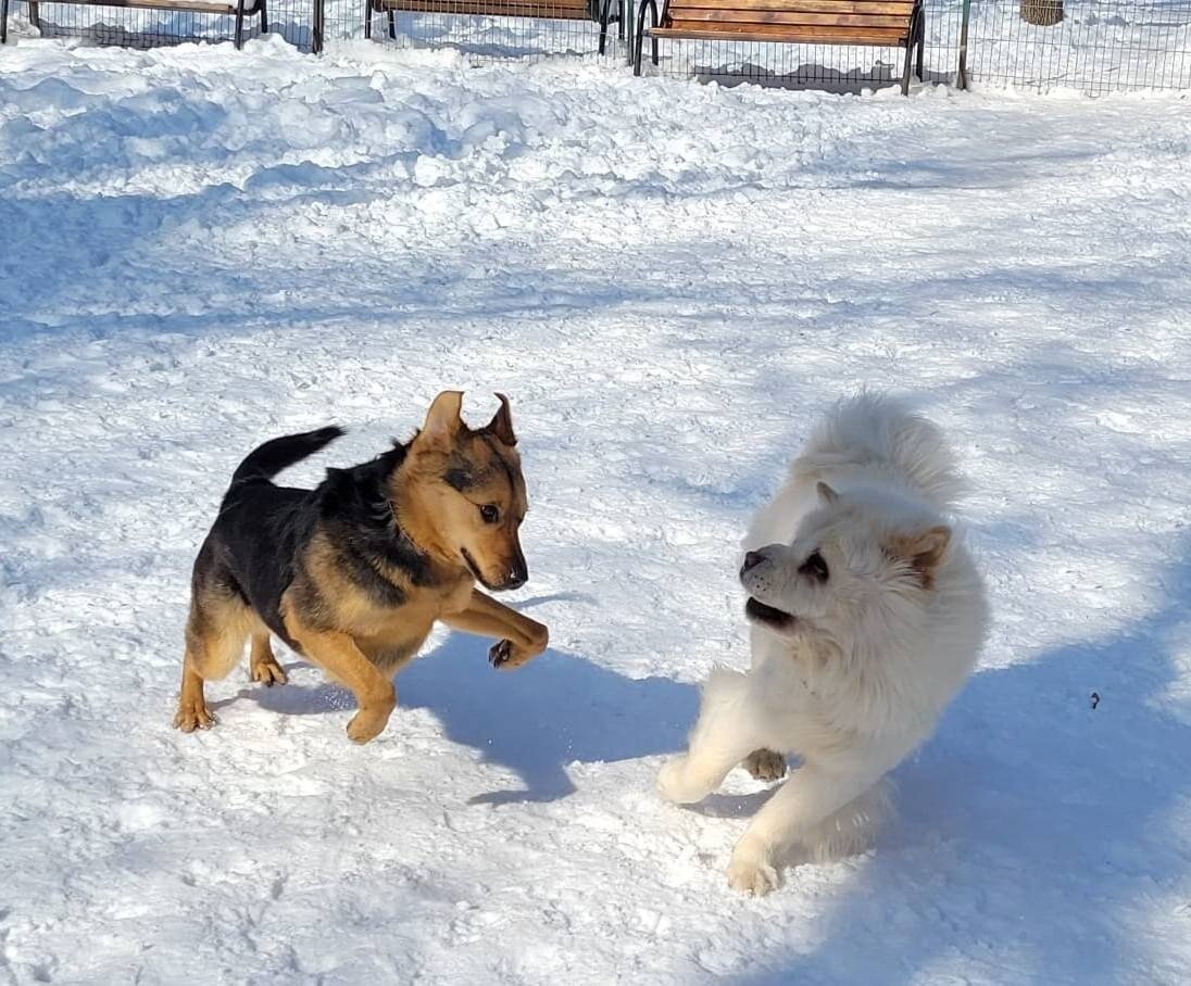 iata cateva idei pentru ingrijirea catelului pe timpul iernii 6965f556396f7