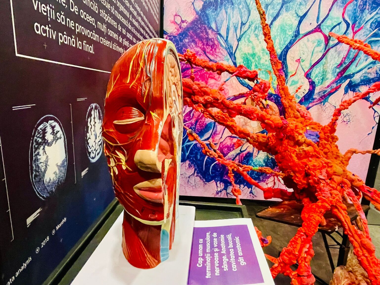 in premiera pentru bucuresteni centrul comercial auchan titan aduce expozitia interactiva the brain mind emotions 6978c863e987b