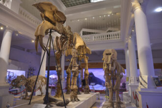 intrare gratuita la muzeul antipa la expozitia permanenta si la cea de tarantule vii de ziua culturii vizitatorii sunt invitati si la un treasure hunt 696633445eb1f