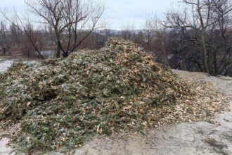 mii de brazi naturali au fost colectati in sectoarele 2 si 6f09f8cb2pana cand mai pot bucurestenii sa recicleze copacii de craciun 696524225d080