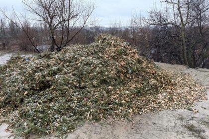mii de brazi naturali au fost colectati in sectoarele 2 si 6f09f8cb2pana cand mai pot bucurestenii sa recicleze copacii de craciun 696524225d080