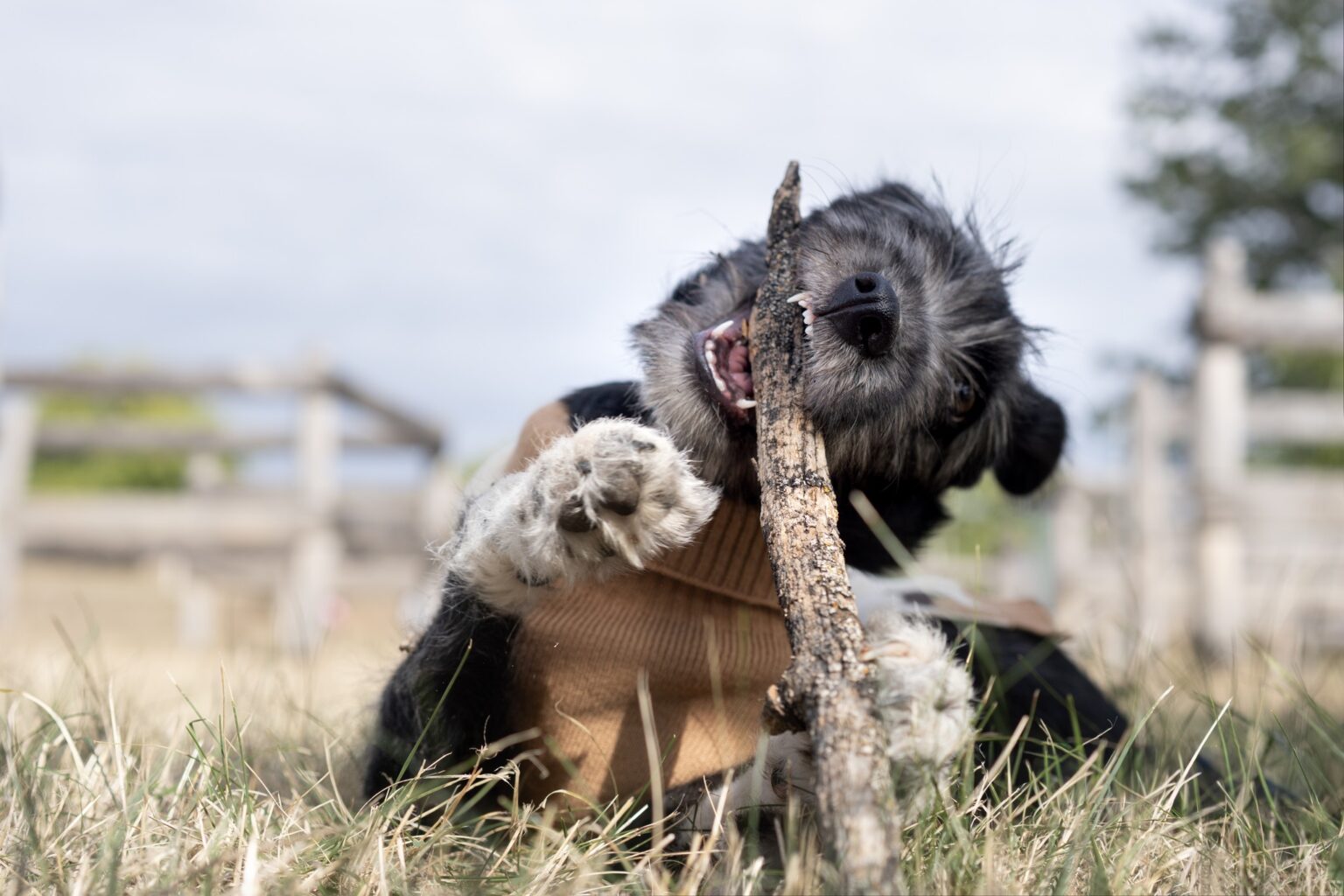 o inimioara si chimia perfecta povestea lui lexi catelusa adoptata la targul aspa bucuresti 6966221801f7c