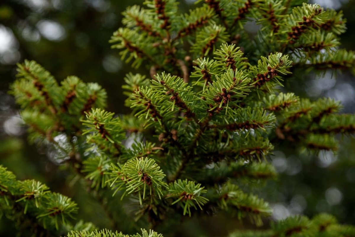 primaria sectorului 2 colecteaza gratuit brazii de craciun 695c9e7fba4b4