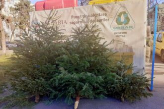 primaria sectorului 6 a strans aproximativ 3 000 de brazi aruncati dupa sarbatori 69651448c8dca