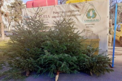 primaria sectorului 6 a strans aproximativ 3 000 de brazi aruncati dupa sarbatori 69651448c8dca