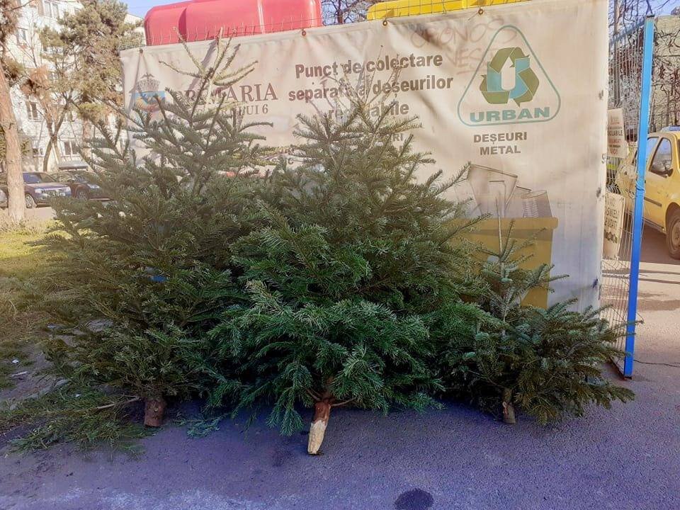 primaria sectorului 6 a strans aproximativ 3 000 de brazi aruncati dupa sarbatori 69651448c8dca
