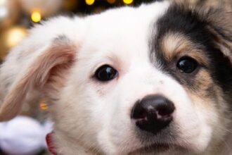 primul targ aspa de adoptii de catei din acest an va fi curand la veranda mall 10 blanosi asteapta sa isi gaseasca prieteni pe viata 69788c1cc01ca