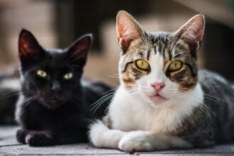 primul targ de adoptii de pisici de anul acesta din bucuresti e in weekend f09f9088 felinele vor astepta la clinica paw vet din sectorul 2 o noua familie iubitoare 695bd4d58a574