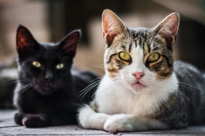 primul targ de adoptii de pisici de anul acesta din bucuresti e in weekend f09f9088 felinele vor astepta la clinica paw vet din sectorul 2 o noua familie iubitoare 695bd4d58a574