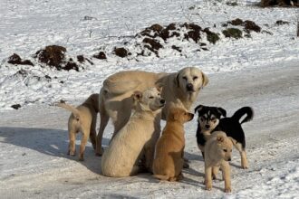 protectia animalelor cj ilfov continua sterilizarile si microciparile gratuite program actualizat pentru final de ianuarie 696dfdbf9fe7a