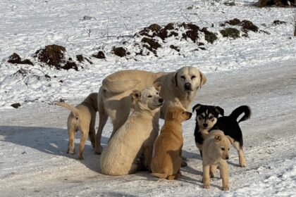 protectia animalelor cj ilfov continua sterilizarile si microciparile gratuite program actualizat pentru final de ianuarie 696dfdbf9fe7a