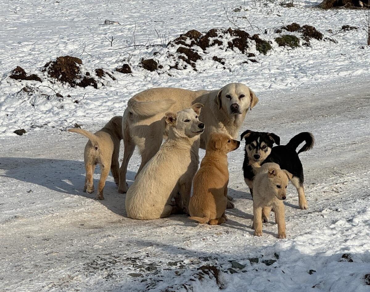 protectia animalelor cj ilfov continua sterilizarile si microciparile gratuite program actualizat pentru final de ianuarie 696dfdbf9fe7a