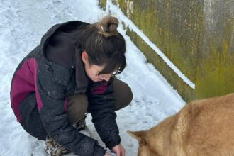 protectia animalelor cj ilfov organizeaza patru zile de sterilizari gratuite in snagov 69677cc4b1398