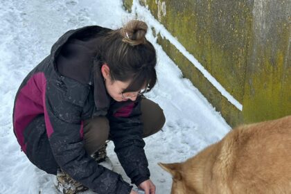 protectia animalelor cj ilfov organizeaza patru zile de sterilizari gratuite in snagov 69677cc4b1398