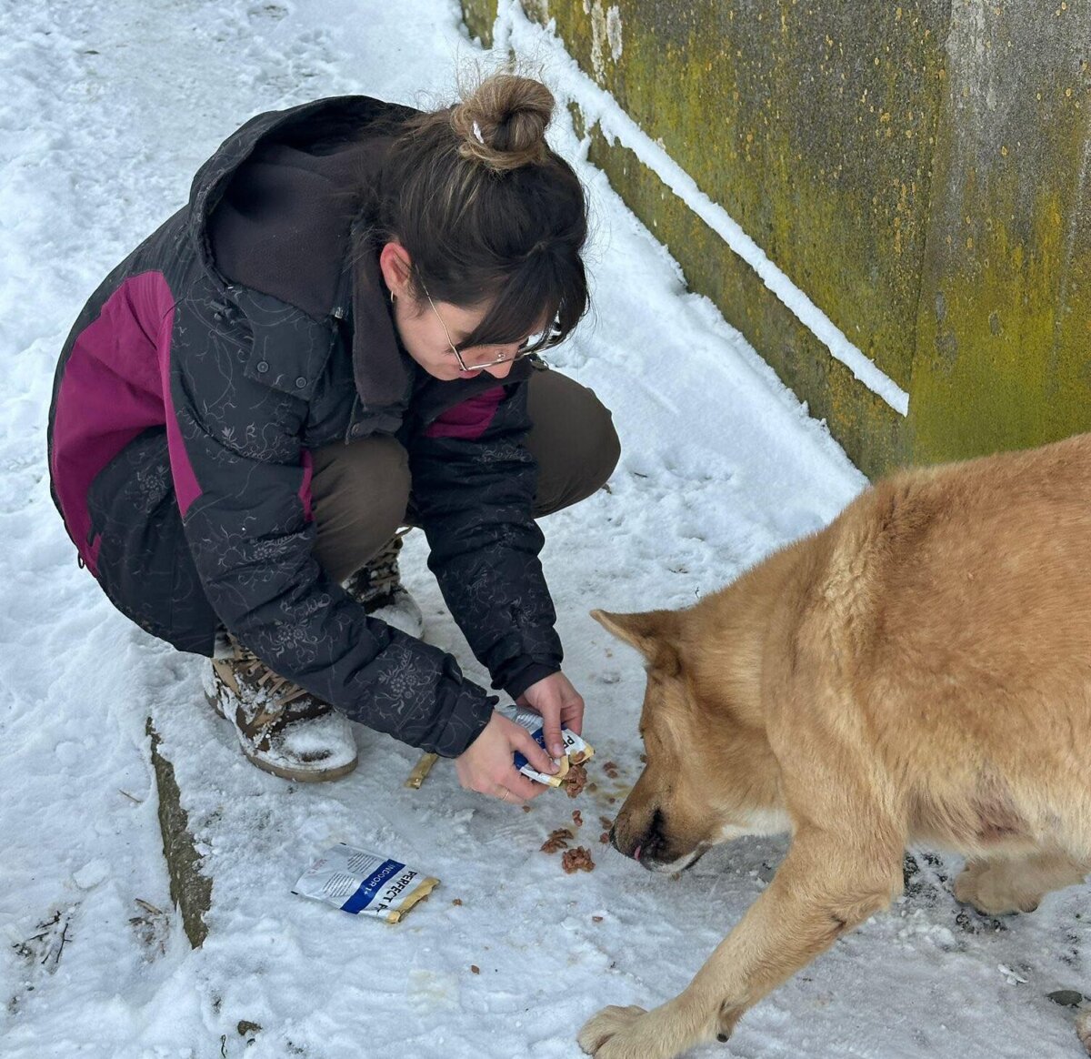 protectia animalelor cj ilfov organizeaza patru zile de sterilizari gratuite in snagov 69677cc4b1398