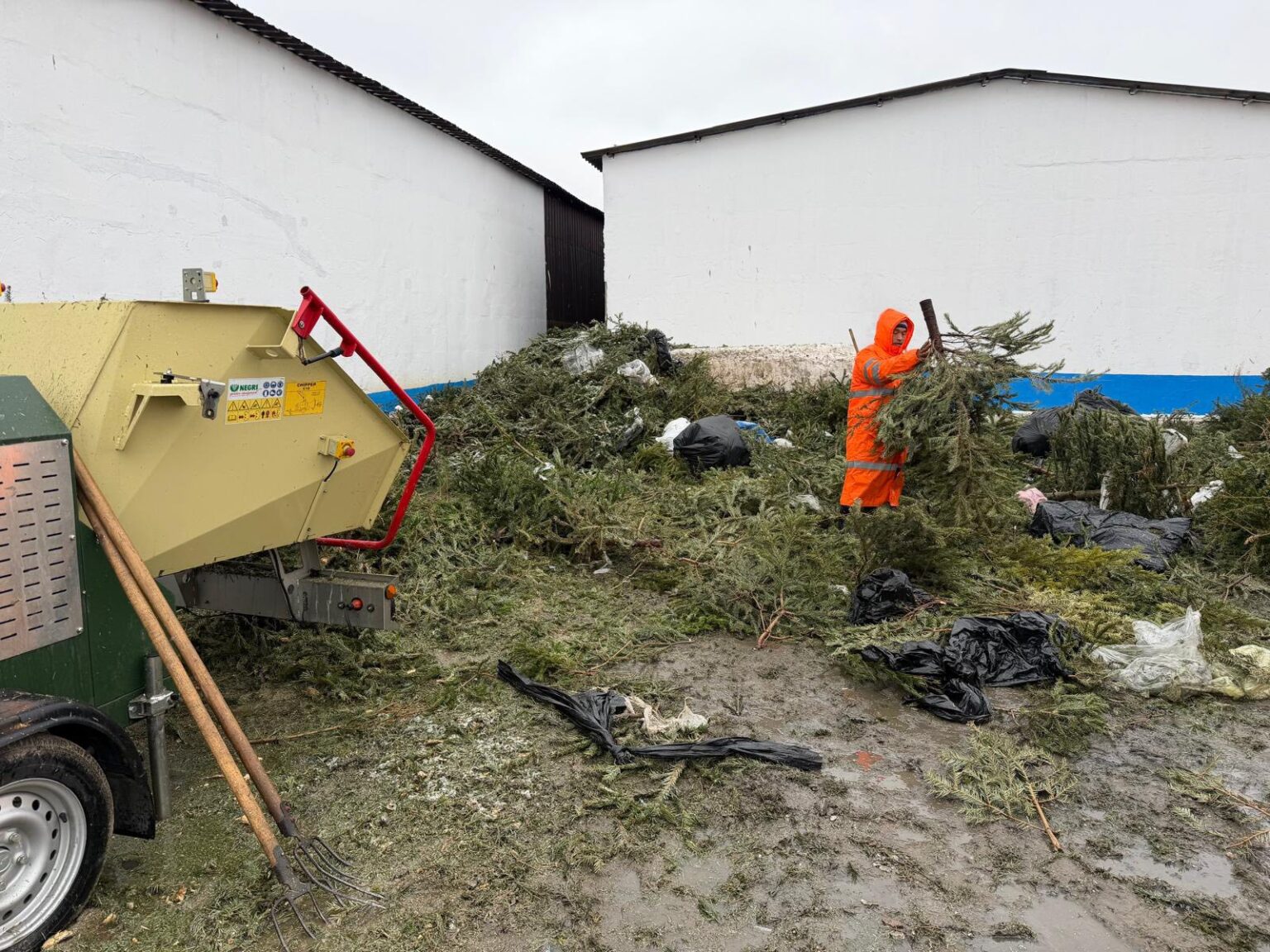 sectorul 2 peste 3 000 de brazi de craciun colectati si transformati in ingrasamant natural 6965212af0359