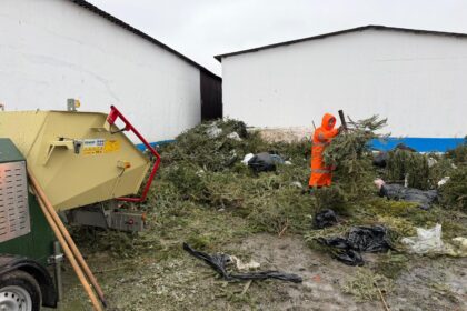 sectorul 2 peste 3 000 de brazi de craciun colectati si transformati in ingrasamant natural 6965212af0359