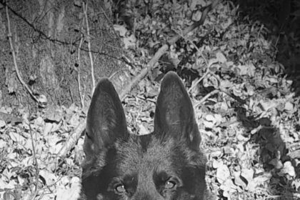 suier cainele vedeta al politiei romane a murit 6958f622aaa88