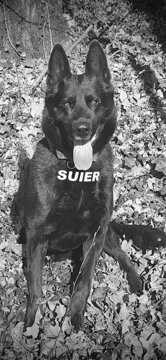 suier cainele vedeta al politiei romane a murit 6958f622aaa88