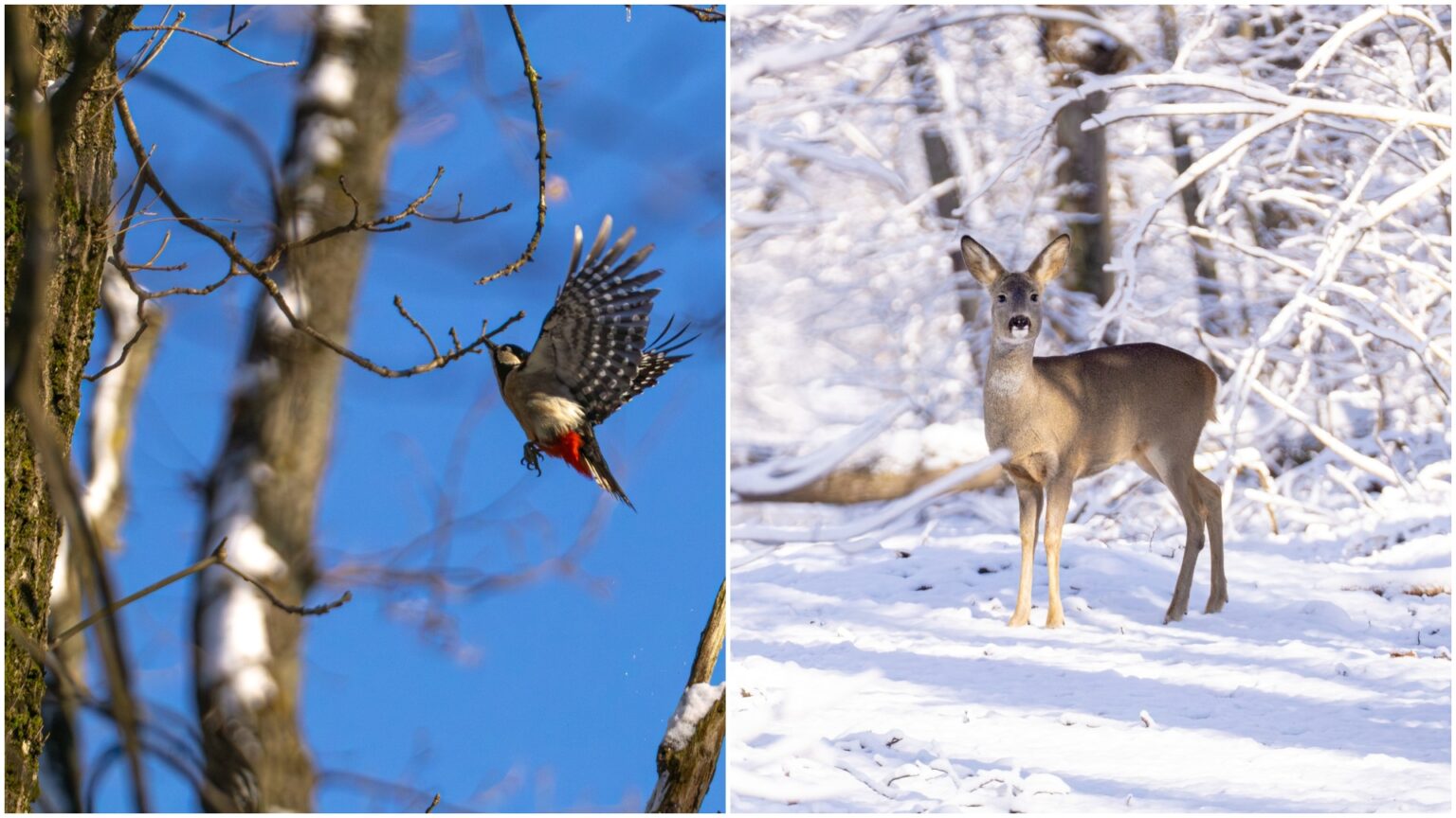 turul hai afara la zapada prin padurea fermecata e in baneasa in weekend bucurestenii vor afla mai multe despre monumentul abandonat de aici 6967aee436919