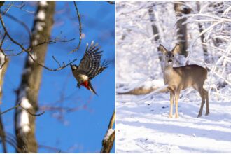 turul hai afara la zapada prin padurea fermecata e in baneasa in weekend bucurestenii vor afla mai multe despre monumentul abandonat de aici 6967aee436919
