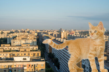 turul motanului turta dulce prin cartier in acest weekend copiii pot nascoci povesti ilustrate despre viata la bloc in bucuresti 69777405dff27