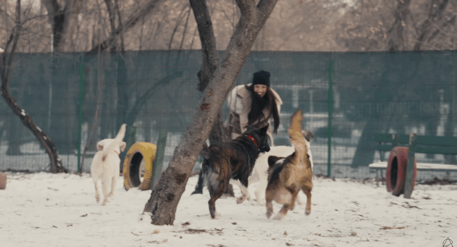 video catei din adapostul aspa vedete in cel mai nou videoclip al artistei alina eremia 6975c9bd0da4d