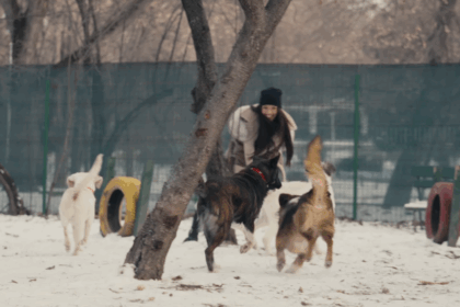 video catei din adapostul aspa vedete in cel mai nou videoclip al artistei alina eremia 6975c9bd0da4d