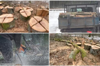 video peisaj dezolant in padurea din baile felix 600 de arbori urmeaza sa fie taiati explicatiile autoritatilor 69730ba927c98