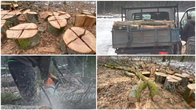 video peisaj dezolant in padurea din baile felix 600 de arbori urmeaza sa fie taiati explicatiile autoritatilor 69730ba927c98