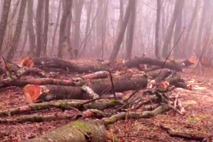 video taieri ilegale in padurea din baile felix garda forestiera face astazi ultimele verificari impreuna cu politistii 6979bf205408e