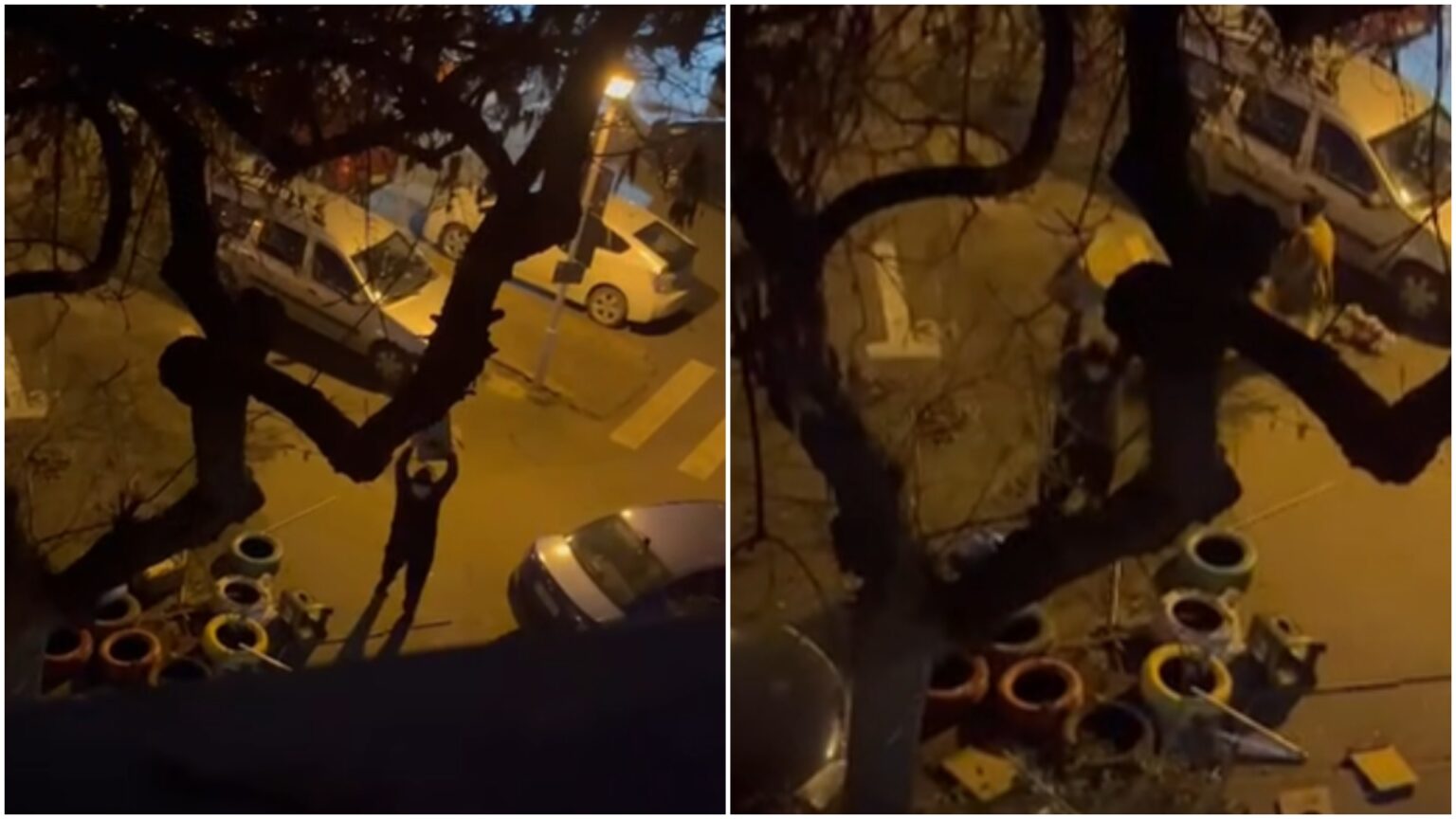 video un barbat innebunit de furie face zob mai multe casute pentru pisici sterilizate de pe o strada din bucuresti in s3 cheama politia si ce 6958d9bab88d5