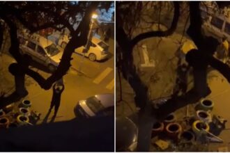 video un barbat innebunit de furie face zob mai multe casute pentru pisici sterilizate de pe o strada din bucuresti in s3 cheama politia si ce 6958d9bab88d5