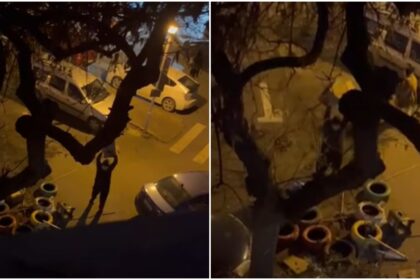 video un barbat innebunit de furie face zob mai multe casute pentru pisici sterilizate de pe o strada din bucuresti in s3 cheama politia si ce 6958d9bab88d5