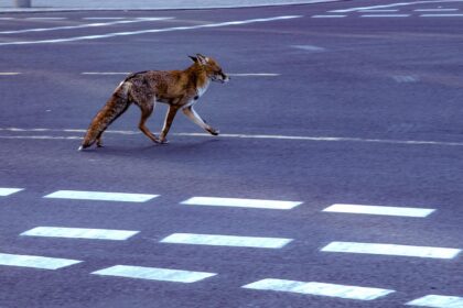 video vulpi suprinse in centrul bucurestiului de camerele de supraveghere ale muzeului antipa 6959fb8c17952