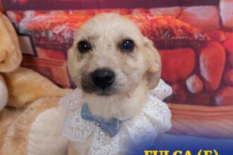 aspa bucuresti organizeaza eveniment de adoptie la veranda mall 10 catei cauta un camin 698205dc4113f