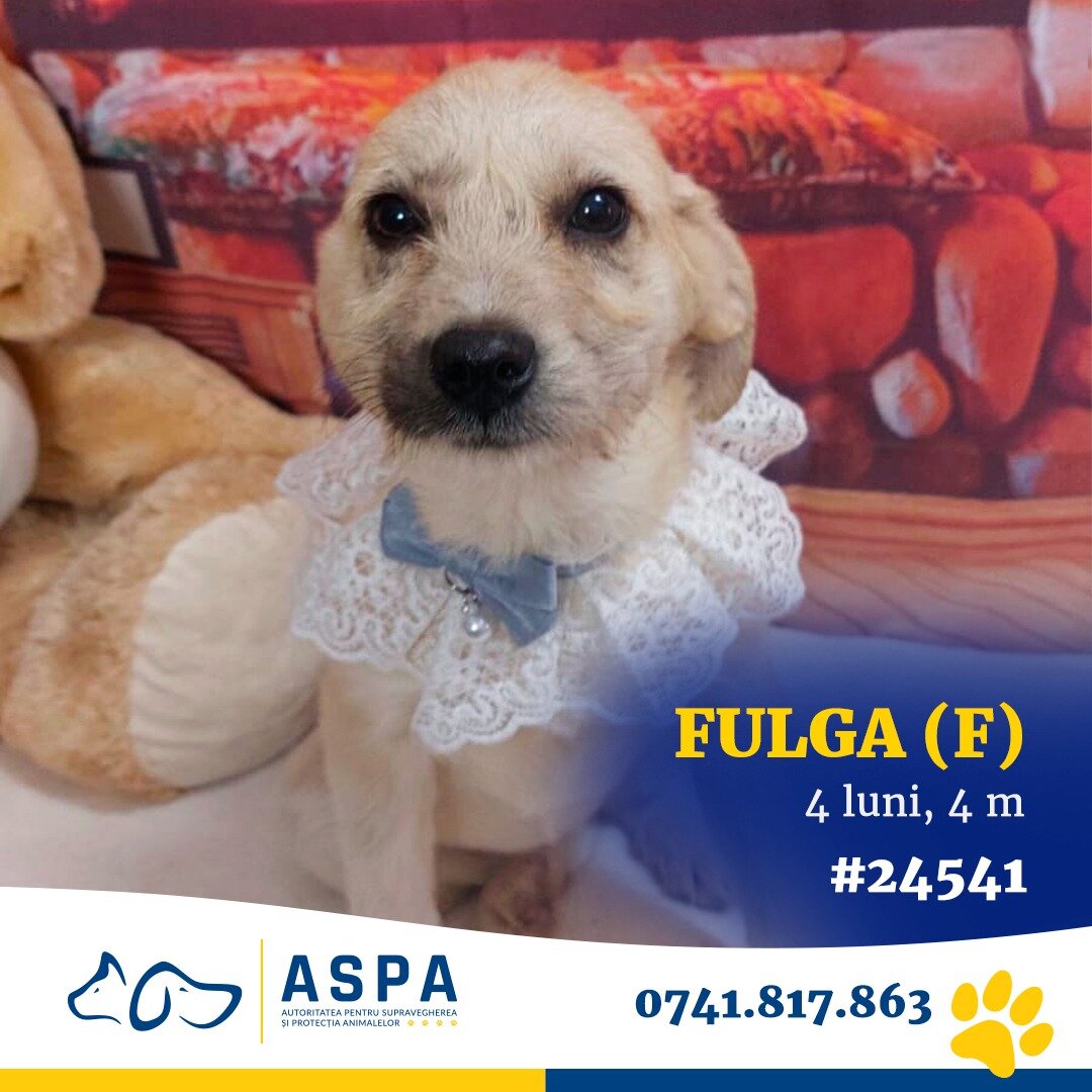 aspa bucuresti organizeaza eveniment de adoptie la veranda mall 10 catei cauta un camin 698205dc4113f