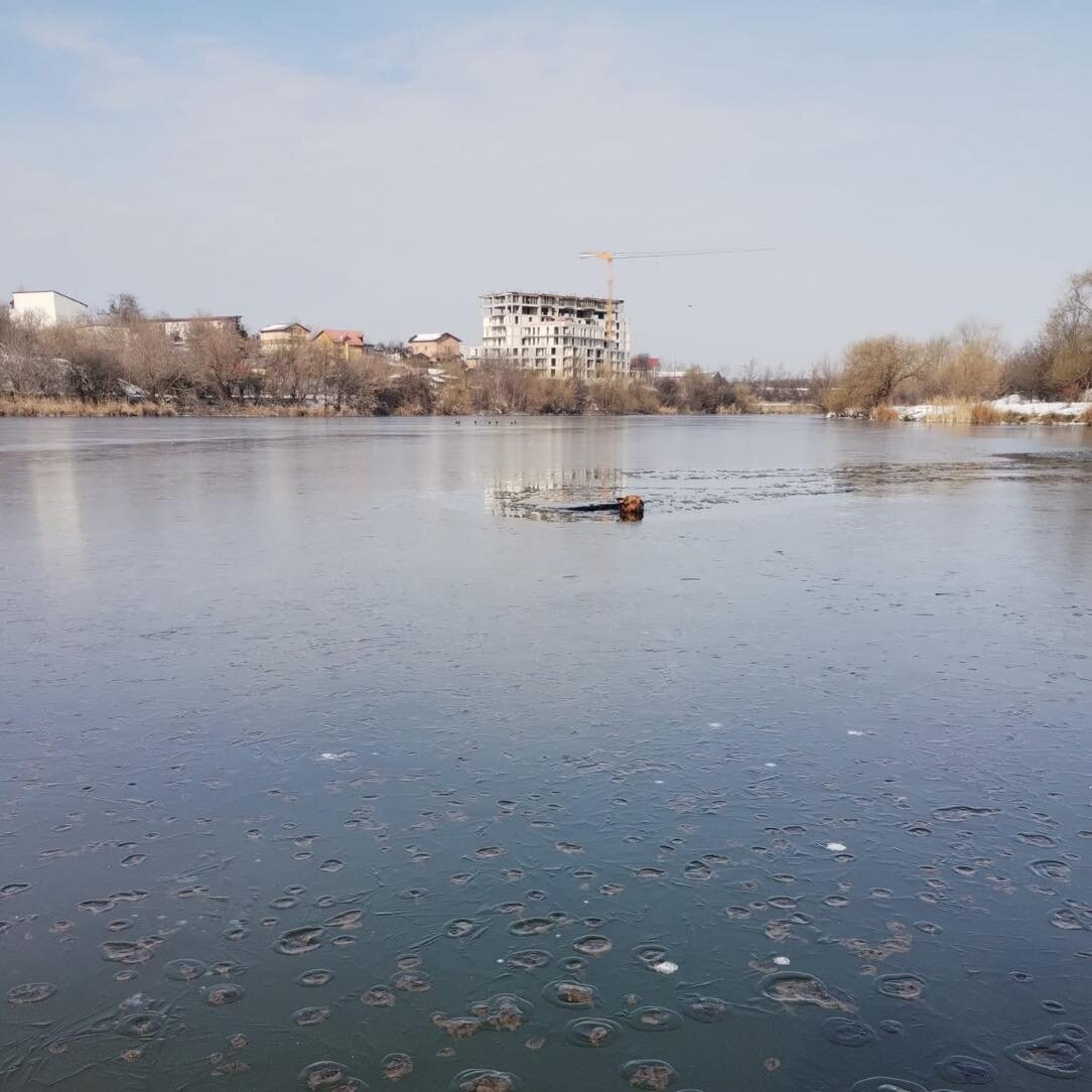 caini blocati pe lacul din parcul dobroesti salvati de isu si aspa bucuresti 69858b12322db