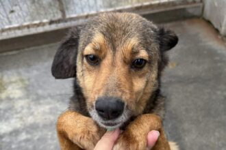 campanie gratuita de sterilizare si microcipare a animalelor organizata de protectia animalelor cj ilfov la snagov 698078ba98a01