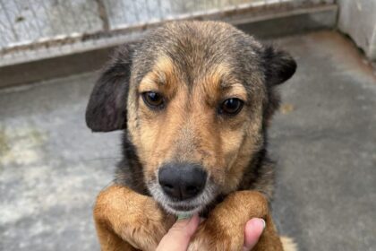 campanie gratuita de sterilizare si microcipare a animalelor organizata de protectia animalelor cj ilfov la snagov 698078ba98a01