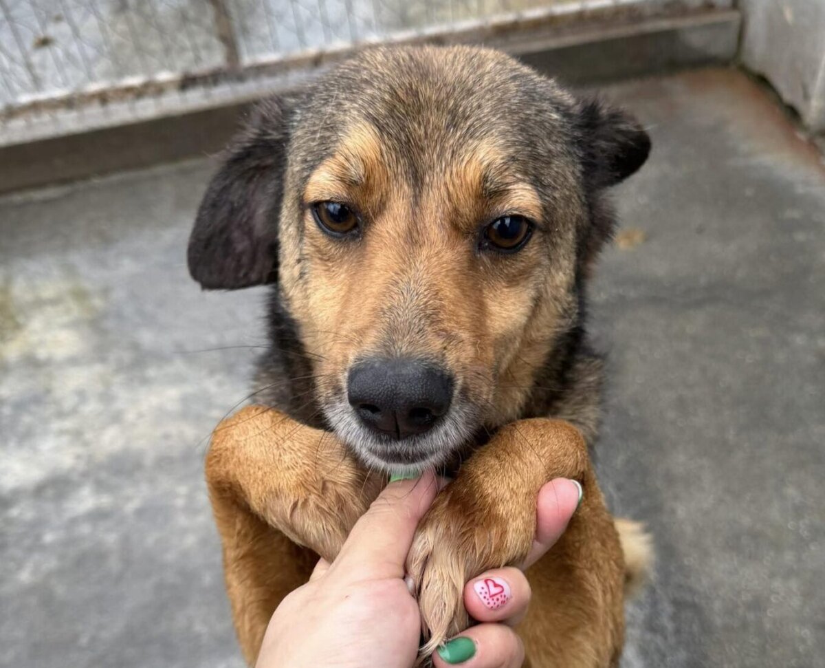 campanie gratuita de sterilizare si microcipare a animalelor organizata de protectia animalelor cj ilfov la snagov 698078ba98a01