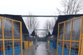 consiliul judetean ilfov va amenaja un centru de adoptii de caini 699015e413ec6