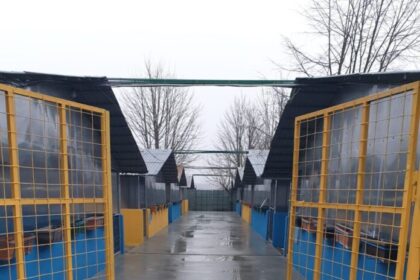 consiliul judetean ilfov va amenaja un centru de adoptii de caini 699015e413ec6