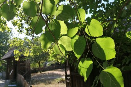 copiii sunt asteptati sa participe la diverse ateliere de creatie organizate la muzeul satului 69809853c33ba