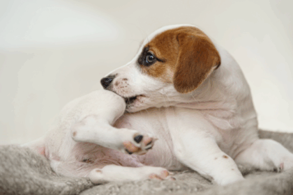 de ce fiecare caine are nevoie de o protectie impotriva puricilor si capuselor 6999c471534cb