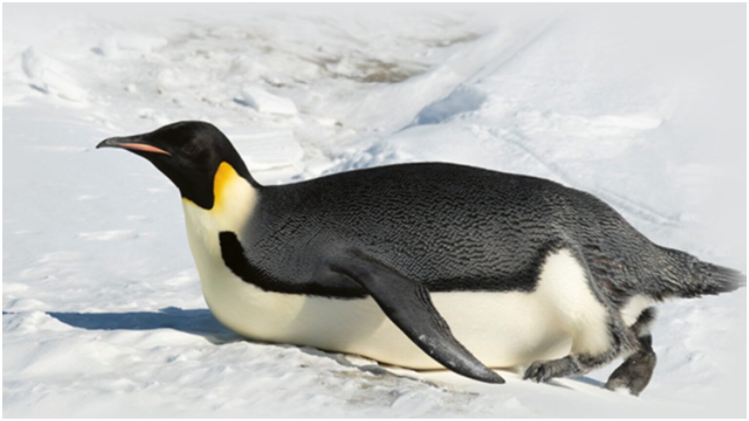 expeditie la polul sud cu pinguinif09f90a7 muzeul antipa invita copiii din bucuresti intr o aventura de neuitat alaturi de adorabilele pasari cu frac 6993237737613