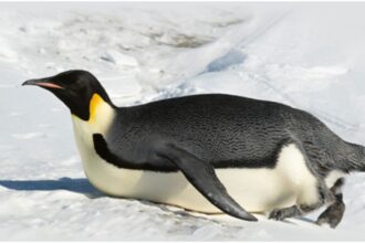 expeditie la polul sud cu pinguinif09f90a7 muzeul antipa invita copiii din bucuresti intr o aventura de neuitat alaturi de adorabilele pasari cu frac 6993237737613