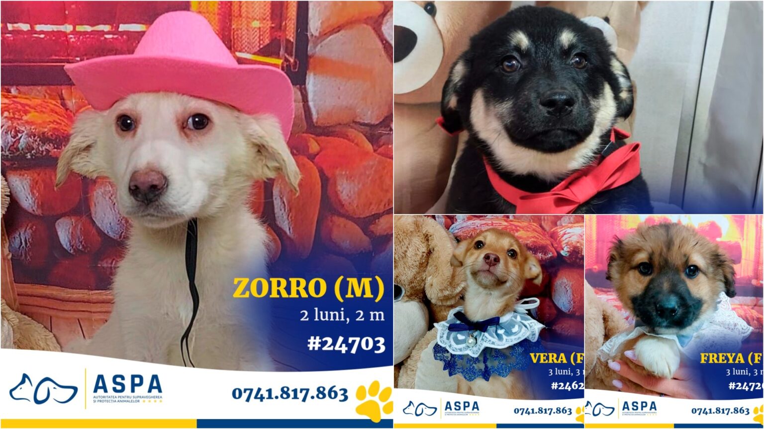foto f09f9095 zorro si gasca vor fi la primul targ de adoptii aspa din 2026 sambata 10 catelusi frumosi vor veni la veranda mall 6981d4d5039cd
